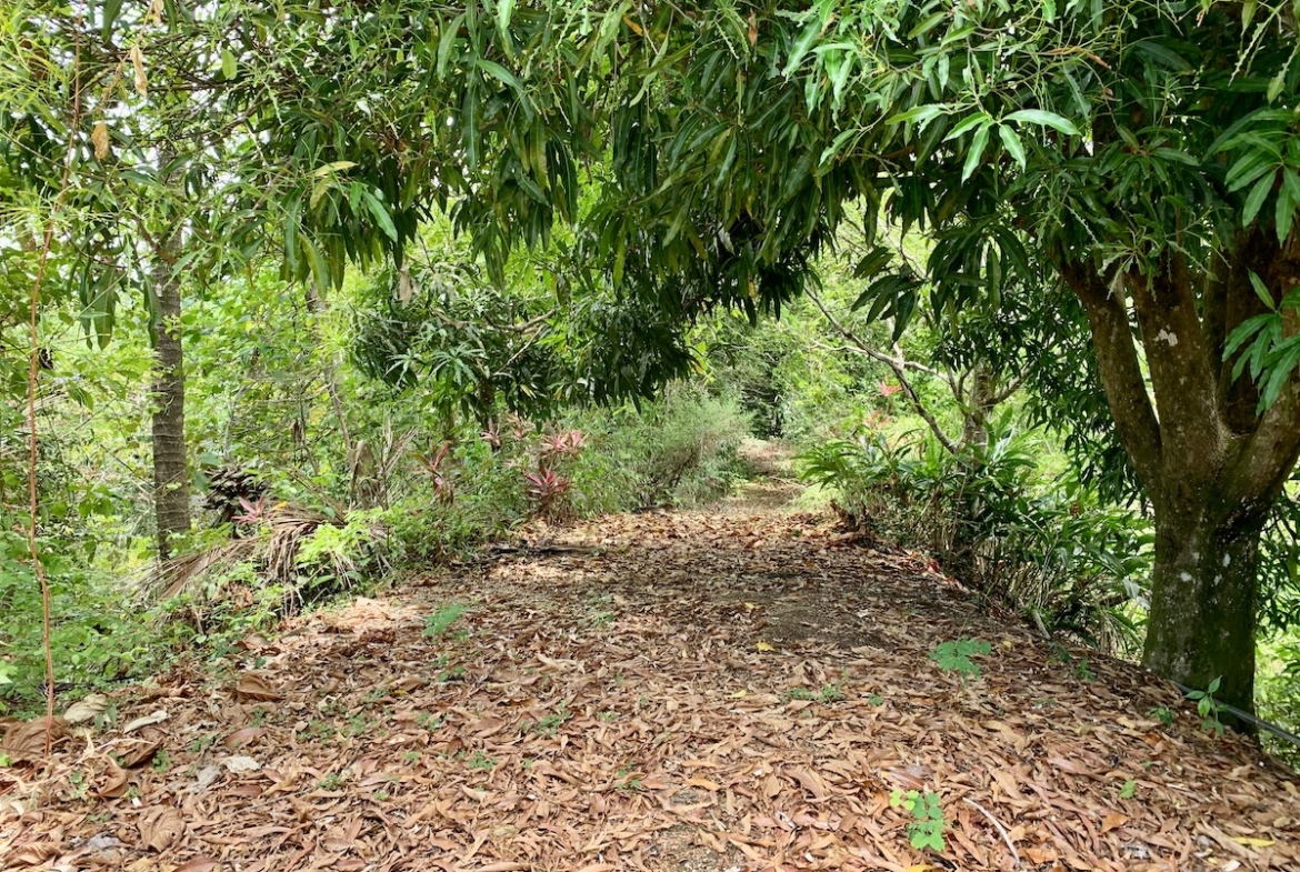 primary-rainforest-27-acre-ocean-view-property