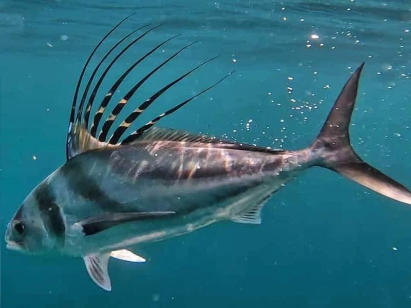 Playa-Santa-Teresa-fishing-roosterfish