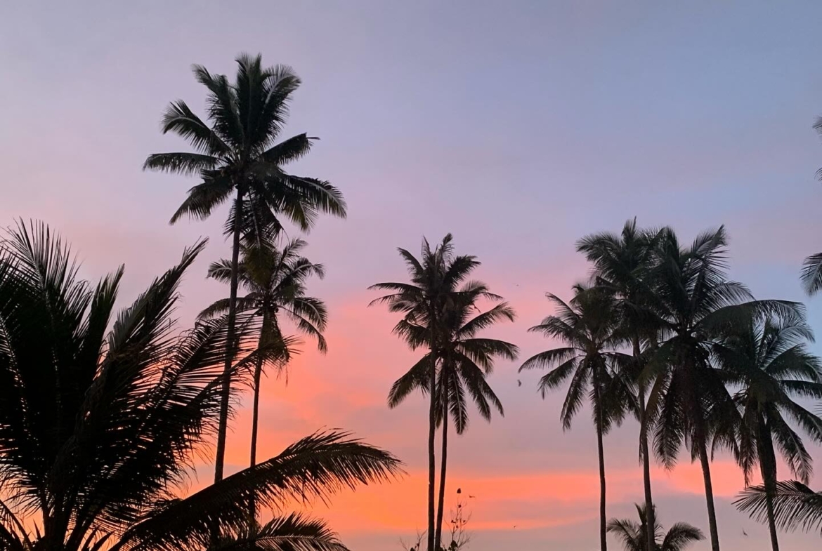 illa-santai-mandiri-krui-west-sumatra-for-sale