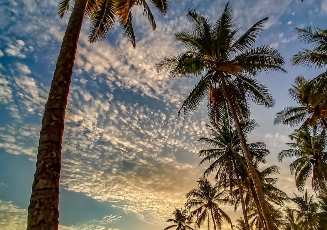 illa-santai-mandiri-krui-west-sumatra-for-sale