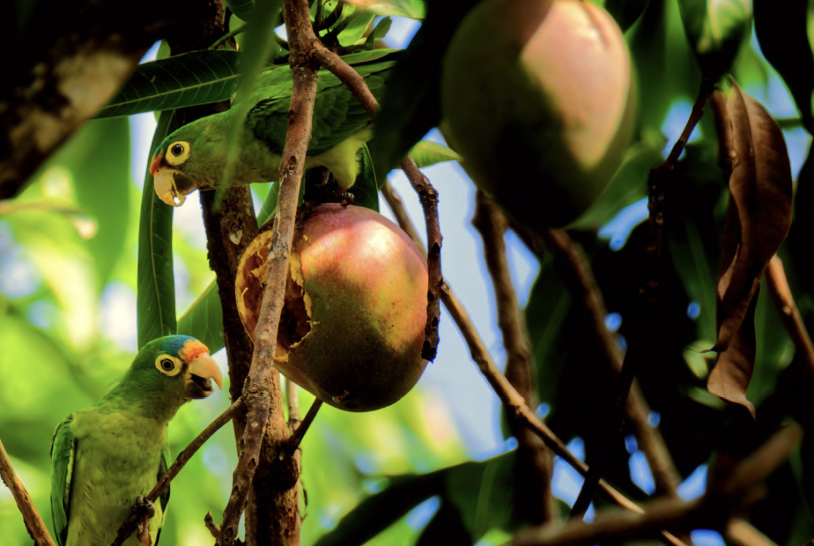 casa-mango-la-saladita