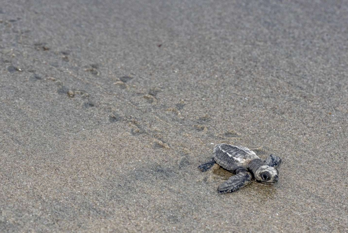 el-ranchito-surf-camp-school-for-sale