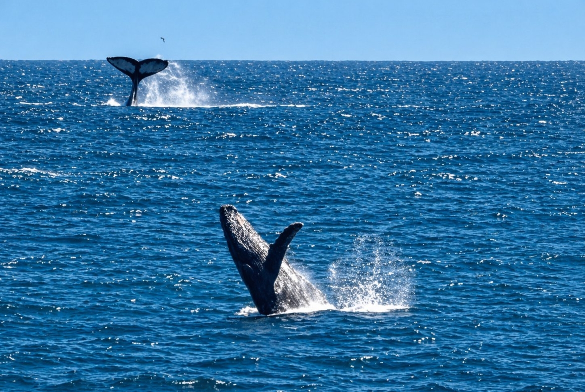 los-zacatitos-east-cape