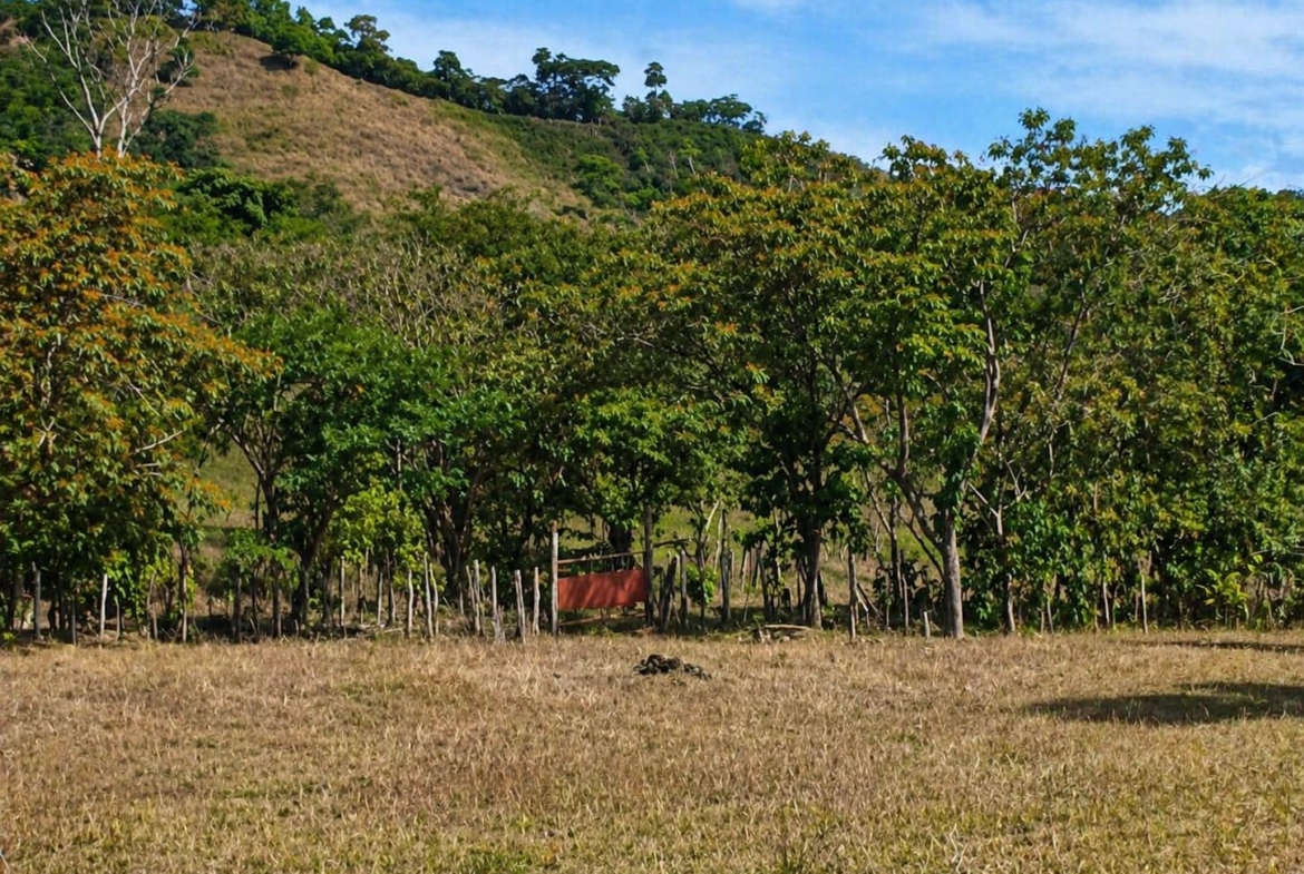 pixvae-veraguas-panama-ocean-view-land-for-sale